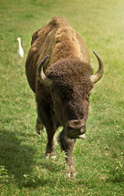 buffalo in a pasture 