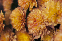 Close up of a pot of fall mums.