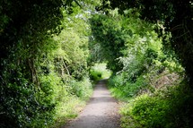 summer path through green vines 