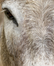 eye of a donkey 