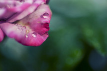 Raindrops on an autumn rose.