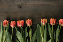 row of tulips on a wood background 