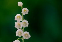 Lily of the valley flowers 