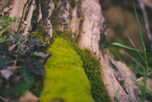 moss on a log 