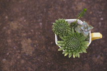 succulent plants in a mug 