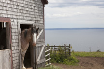 Horse in a barn by the ocean.