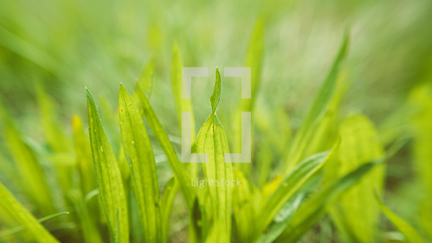 green blades of grass 