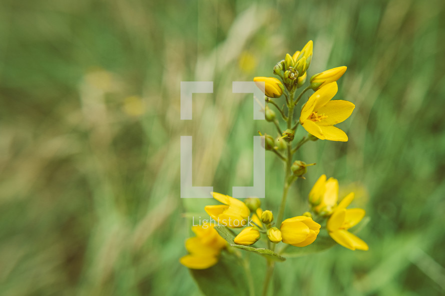 yellow summer flowers 
