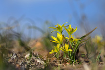 Gagea pratensis spring wild flower yellow star