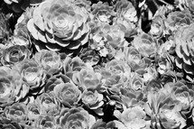 succulent plants garden background in black and white 
