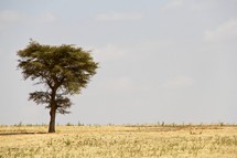 A single Acacia tree in a barren drought-stricken landscape 