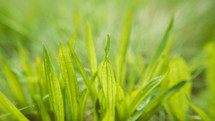 green blades of grass 