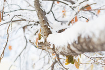 snow on a tree limb 