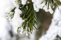 snow on pine 