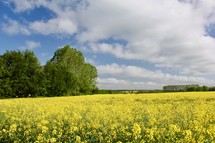 yellow flowers in a field 