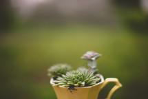 succulent plants in a mug