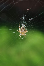 A spider in its web.