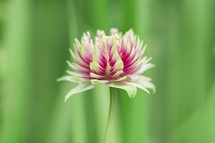 a clover flower closeup 