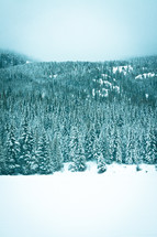 mountainside pine forest covered in snow 