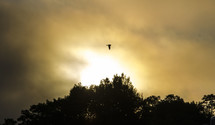 Bird mid-flight through the sunrise
