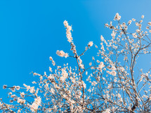 Spring white flowers under blue sky