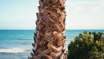 Palm tree trunk with sea background in holiday