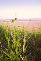 wildflowers in a field 