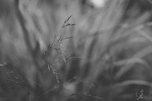 black and white grasses in a field 