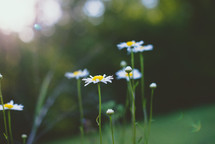 white summer daisies 