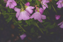 rain drops on pink flowers 