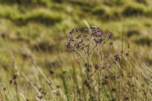 wildflowers in Scotland Highlands 