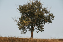 lone tree in a field 