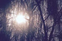 sunburst through weeping willows 