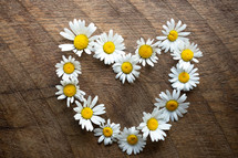 heart shape of daisies 