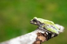 tree frog on a branch 
