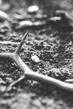 seeds and thorns on the ground