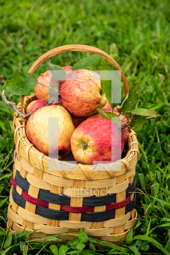 basket of apples 