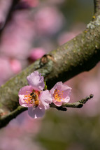 bee on pink spring blossoms