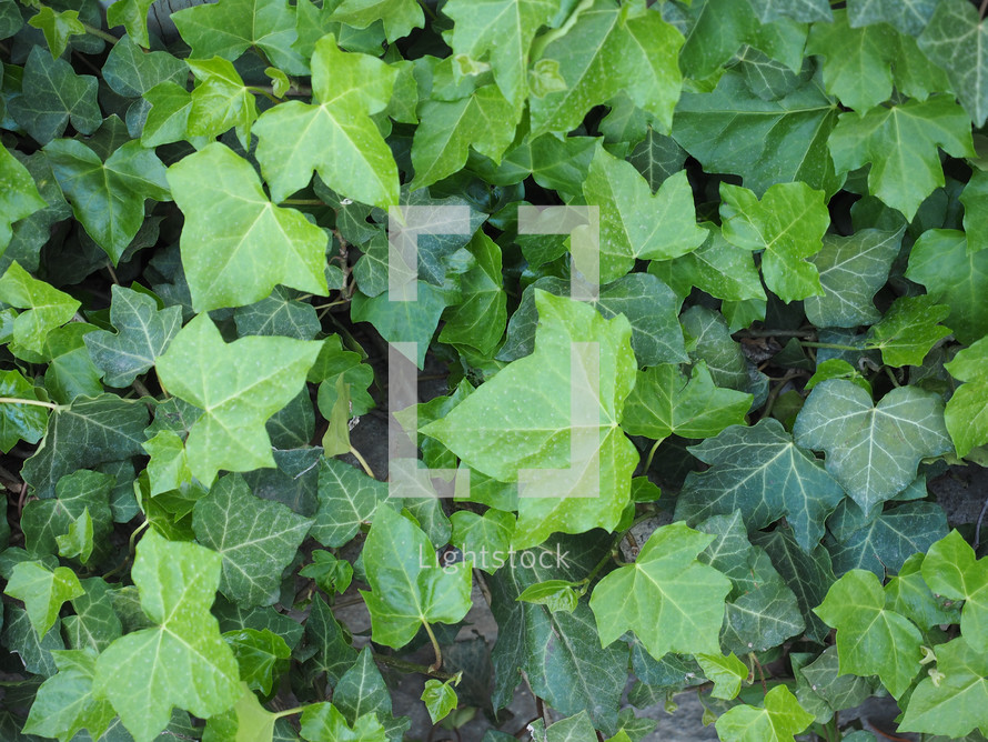 ivy hedera plant useful as a background