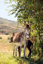 donkeys on a hillside 