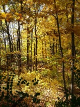 In a golden fall forest 