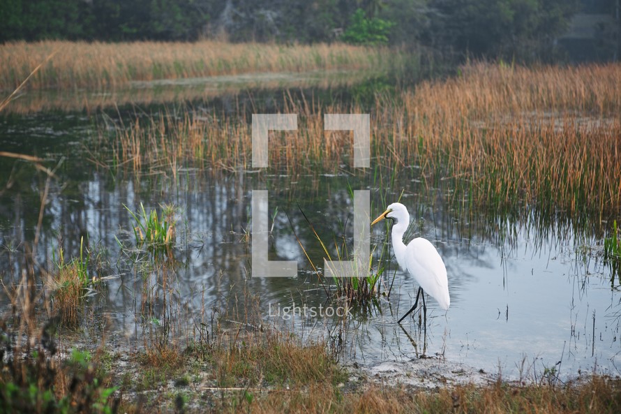 Great White Egret in a pond