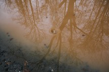shadow of trees in puddles 