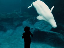Beluga whale in an aquarium and child watching 