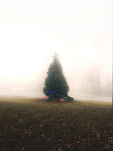 Christmas tree outdoors in fog 