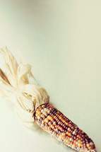 fall dried corn 