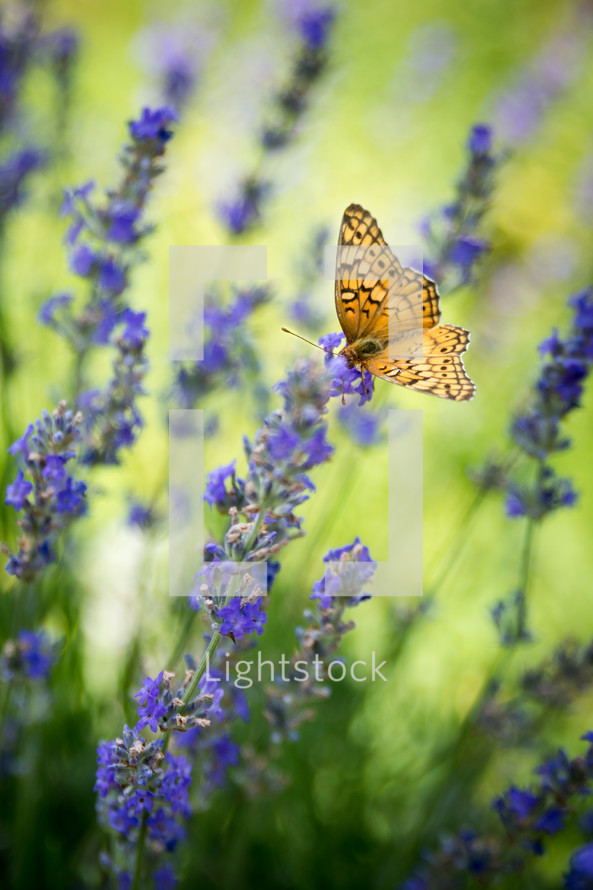 a orange butterfly on lavender