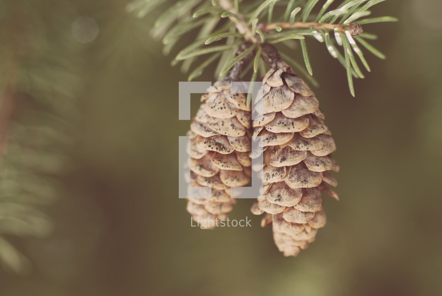 Pinecones hanging from a tree. 