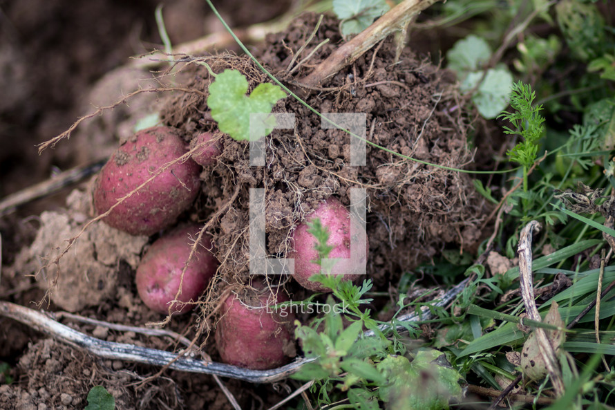 radishes in the soil 