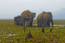 elephants in a swamp 